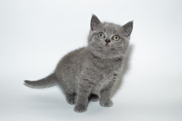 british cat, kitty, kitten