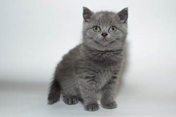 british cat, kitty, kitten