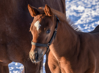 young foal in winter