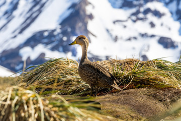 Ente