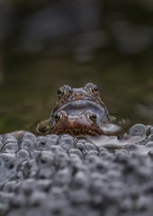 Common Frog Pair beside Spawn