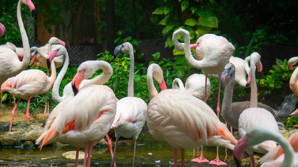 group of pink flamingos