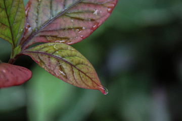 Colourful leaf with dew and space for design or typography