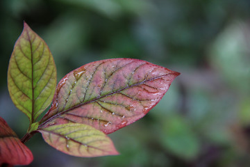 Colourful leaf with dew and space for design or typography