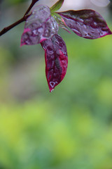 Colourful leaf with dew and space for design or typography
