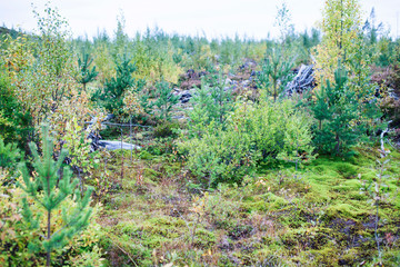 wild autumn forrest, roots of trees in mess background, dark world