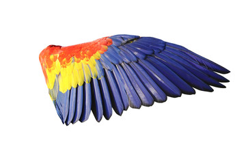 Obraz premium The King of parrots bird Scarlet macaw vivid rainbow colorful animal. Isolated on white background. This has clipping path. 