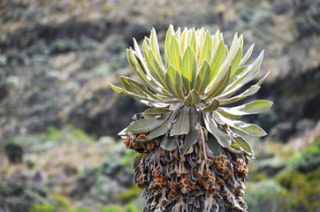  Frailejones in the Nevado del Ruiz - manizales Colombia
