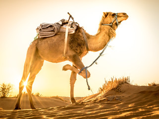 Camel at Sahara desert during sunrise, Merzouga, Morocco