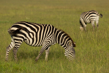 Fototapeta na wymiar zebra on the savannah