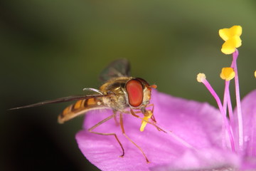 Sirfido - (syrphidae)