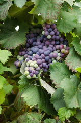 Raisins dans une vigne