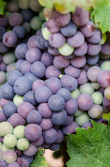 Raisins dans une vigne