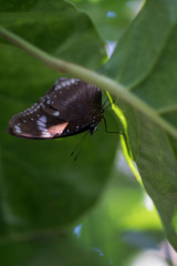 The black butterfly was ripe on the Winter melon leaves in the early morning