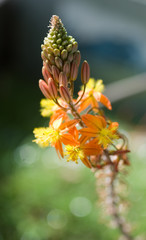 Fleur de cactus