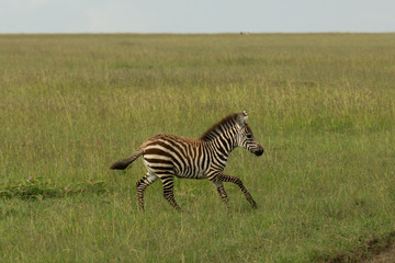 Obraz premium young zebra on the savannah