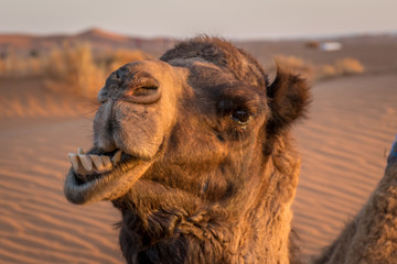Funny Camel at the sahara desert, Merzouga, Morocco