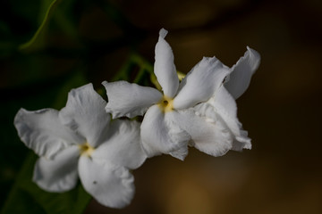 Crepe jasmine are blooming in the early morning in the garden