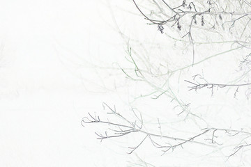  silhouettes of branches 