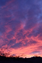 There still exists, in the margins of 29 Palms, Mojave Desert ecology, as it was, some nights, their presence mirrors the sun, and grants us, a harmonious glimpse of better respect for our world.