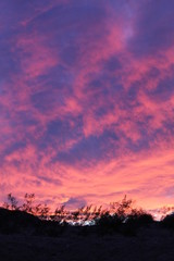 There still exists, in the margins of 29 Palms, Mojave Desert ecology, as it was, some nights, their presence mirrors the sun, and grants us, a harmonious glimpse of better respect for our world.