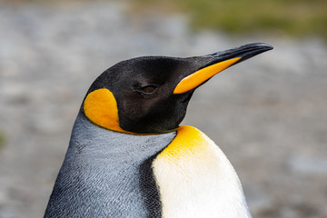 K&ouml;nigspinguine