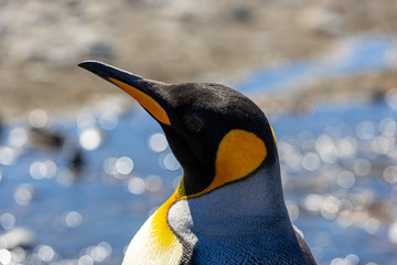 K&ouml;nigspinguine