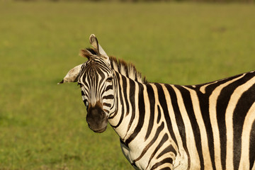 young zebra on the savannah