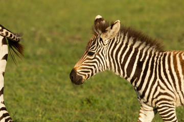 Fototapeta na wymiar young zebra on the savannah