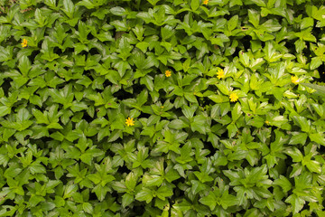 Leaf for background