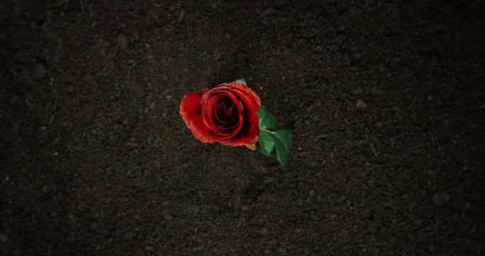 4K Time Lapse Of A Amazing Red Rose Growing From An Over Shot View