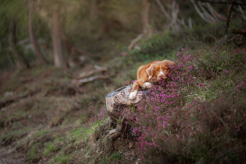 dog in heather colors. Portrait of a pet in nature. Nova Scotia Duck Tolling Retriever in the beautiful scenery. Animal on the background of the landscape