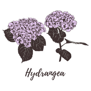 Violet Hydrangea Vector Hand Drawing. 