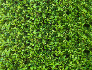 Close up full frame Banyan Tree or Ficus annulata background and texture with sunlight