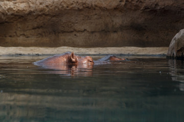 Hippopotamus in the water. Behemoth's head peeks out of the water. Hippos rest on a hot summer day...