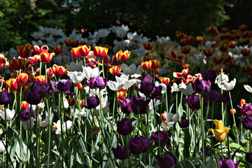 Exquisite white, red, yellow andorange tulips in garden on a black background in backlit