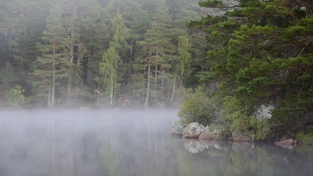Early morning mist rising over water of lake in pine forest