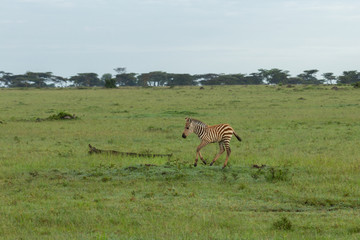 Fototapeta premium young zebra on the savannah