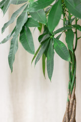 Tropische Zimmerpflanze mit grünen Blättern vor einem gemütlichen Hintergrund.
