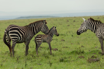 Fototapeta na wymiar mother zebra and foal on the savannah