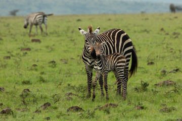 Fototapeta na wymiar mother zebra and foal on the savannah