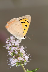Farfalla