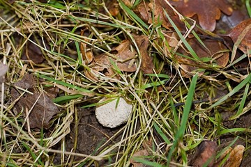 Puff Ball Mushroom On The Ground