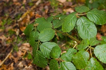 Group Of Green Leafs Up Close
