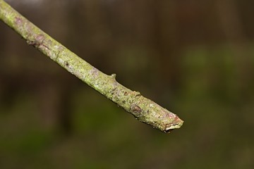 Up Close Tree Branch