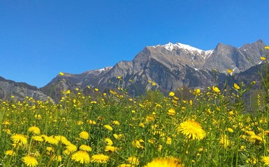 Fototapeta na wymiar flowers in the Alpine mountains