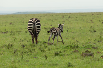 mother zebra and foal on the savannah