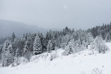Fototapeta na wymiar White snow winter nature landscape