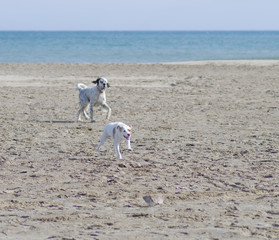 Chiens jouant sur la plage