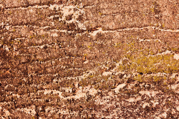 Old tree bark, classic beautiful wood texture.